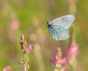 papillon, envol, nature, calme, bien être