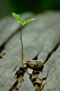 germination, émergence, mâturation, croissance, développement personnel